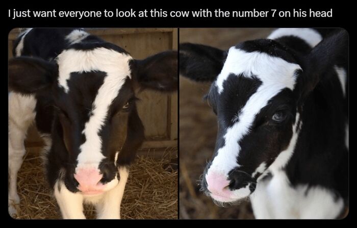 Close-up of a black and white cow with a natural number 7 shaped marking on its head in a barn setting.