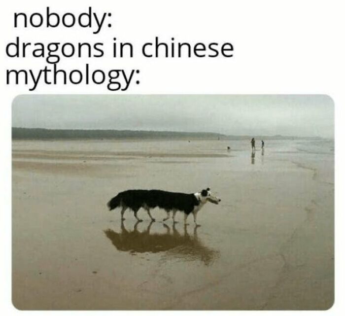 Dog with multiple legs reflected in water on a beach, creating a humorous effect in wholesome animal memes.
