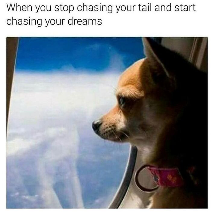 Small dog looking out airplane window with caption about chasing dreams, a wholesome animal meme to brighten your day.
