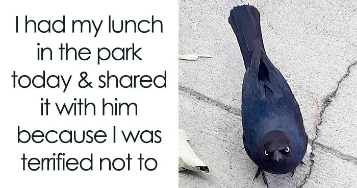 50 Animal Memes That Remind Us Life’s Better With A Little Fur And Chaos (New Pics)