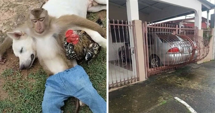 1.4M People Are Chuckling At These Pictures That “Go Hard,” So Here Are 50 Of The Very Best (New Pics)