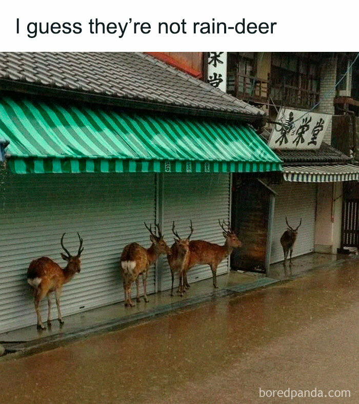 Deer standing under awnings in rain illustrating a hilariously cringy joke perfect for puns to send to your dad.