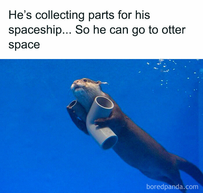 Otter holding pipes underwater with funny dad joke pun about collecting parts for his spaceship.