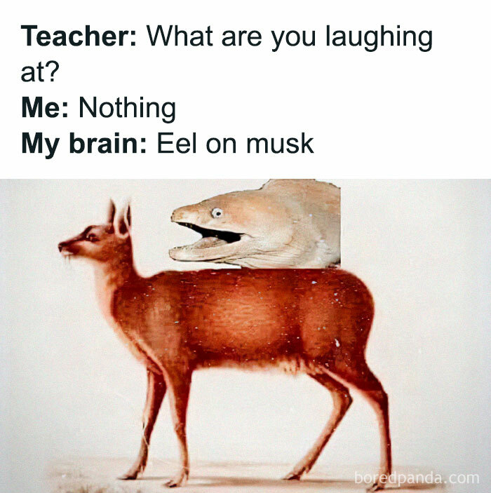 Meme showing a cringy pun with an eel on a musk deer, illustrating hilariously cringy jokes and puns for dads.