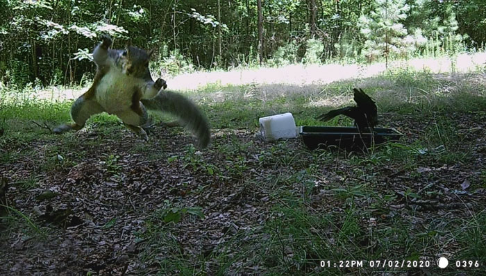 Squirrel caught on camera mid-air in a funny pose in the wild, showcasing wild animals captured being funny unexpectedly.