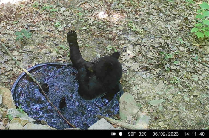 Black bear cub playfully soaking in a small pool outdoors, one paw raised, captured among wild animals being funny.