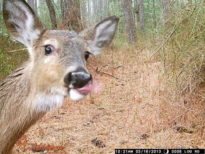 Wild animal making a funny face in a forest, captured unexpectedly by a trail camera recording wildlife behavior.