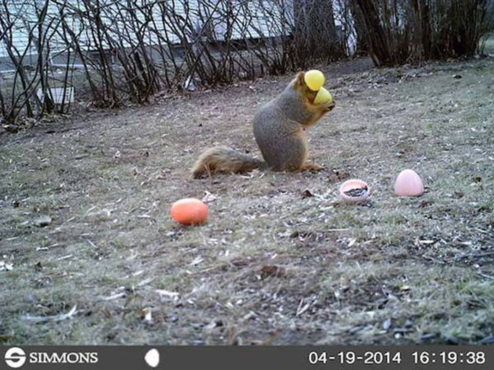 Squirrel among plastic Easter eggs outdoors, funny wild animal behavior captured without awareness of being recorded.
