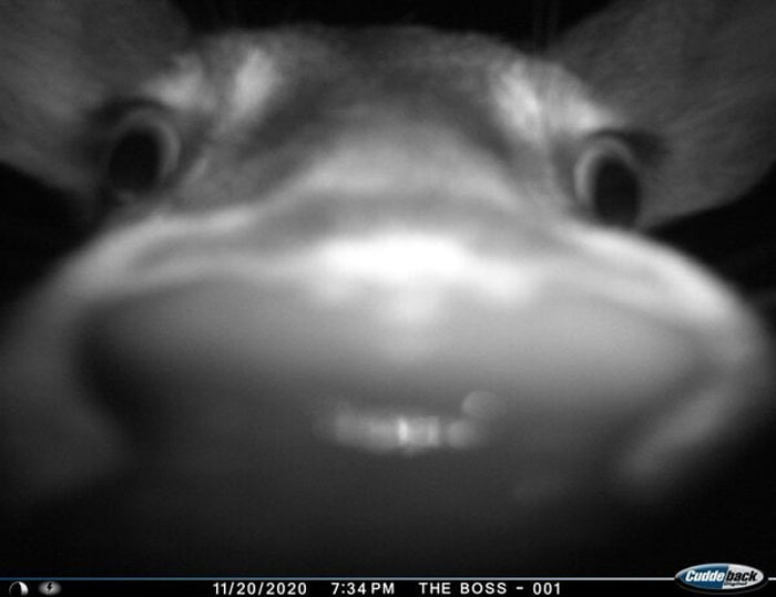 Close-up of a wild animal’s funny face captured unexpectedly by a night camera in a natural setting.
