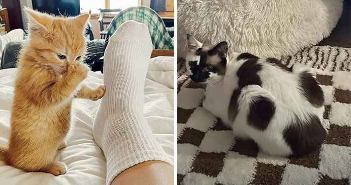 28 Times Animals Were Both Wholesome And Ridiculously Funny, Shared In This Facebook Group (New Pics)