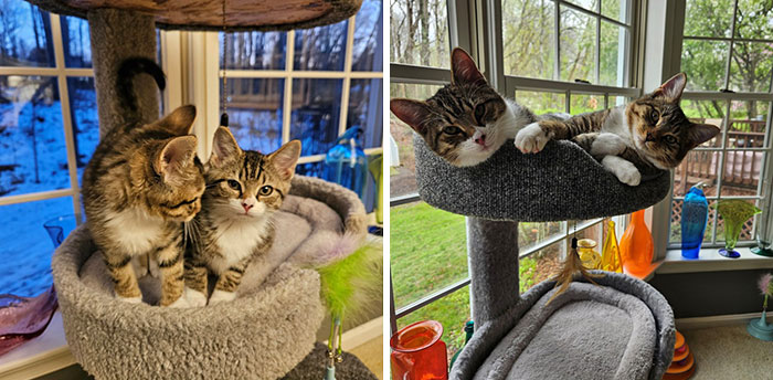 Kimchi & Gorgonzola "Zola"