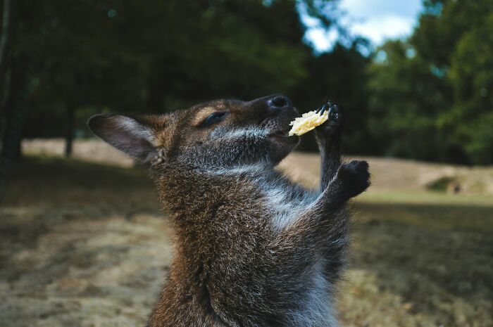 Close-up of a kangaroo holding and eating food with blurred natural background for World Kangaroo Day facts.