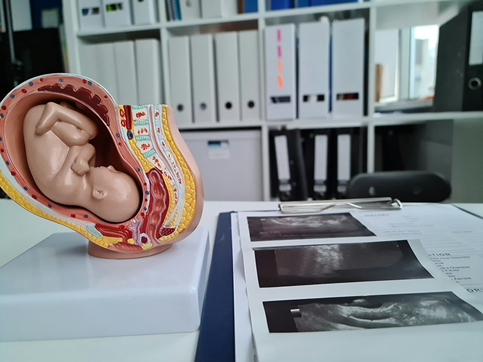 Model of fetus inside womb next to ultrasound images representing IVF and pregnancy concepts in medical office.