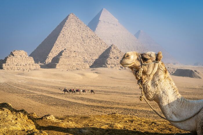Camel resting near the Great Pyramids of Egypt, showcasing unbelievable facts about countries with iconic landmarks and history.