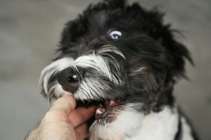 Close-up of a playful dog gently biting a person's finger during a disastrous playdate experience for parents.