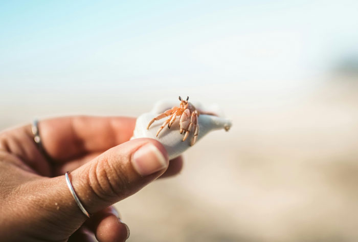 Close-up of a hand holding a hermit crab on a white shell, relating to teacher giving kids hermit crabs as pets.