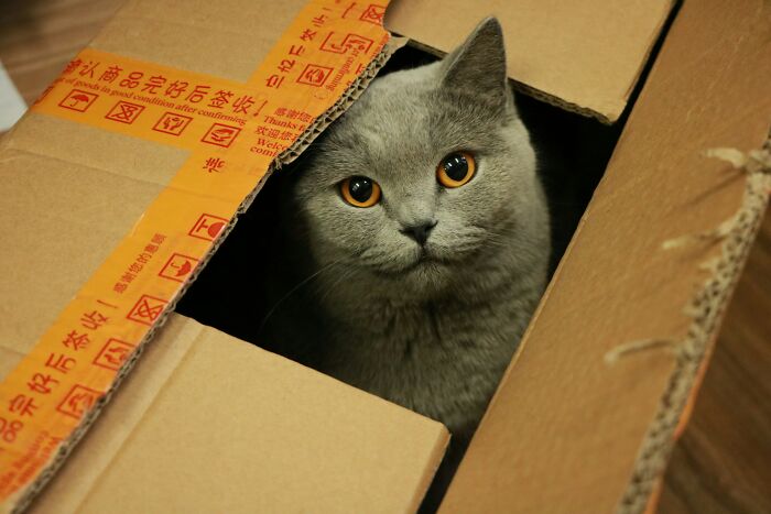 Gray cat with orange eyes sitting inside a cardboard moving box, illustrating zip-line your boxes out concept.