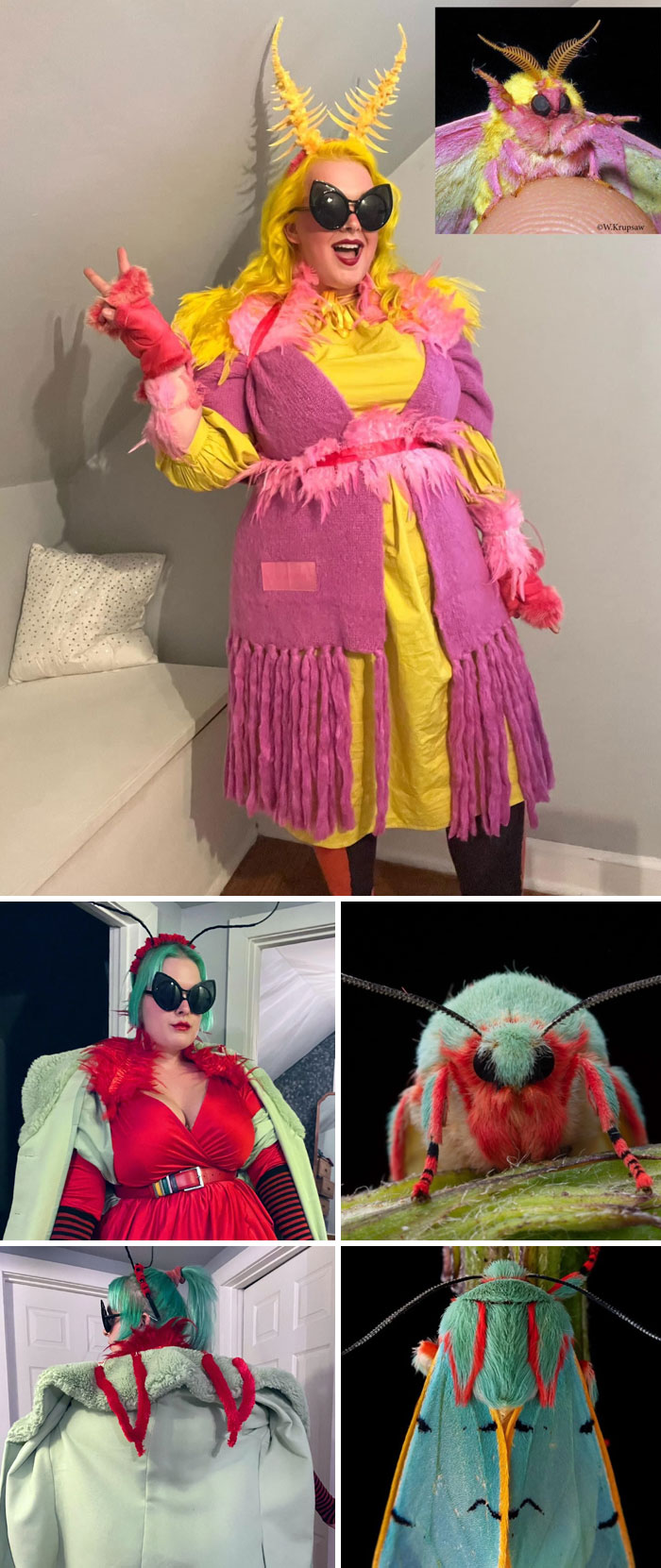 Creative Halloween costume ideas inspired by colorful moths with vibrant matching outfits and accessories.