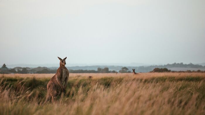 Kangaroo standing in tall grass at dusk in a natural open field, highlighting wildlife for World Kangaroo Day facts.