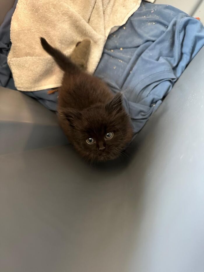 Small black kitten looking up with curious eyes, resting on a blue cloth and beige towel inside a container.