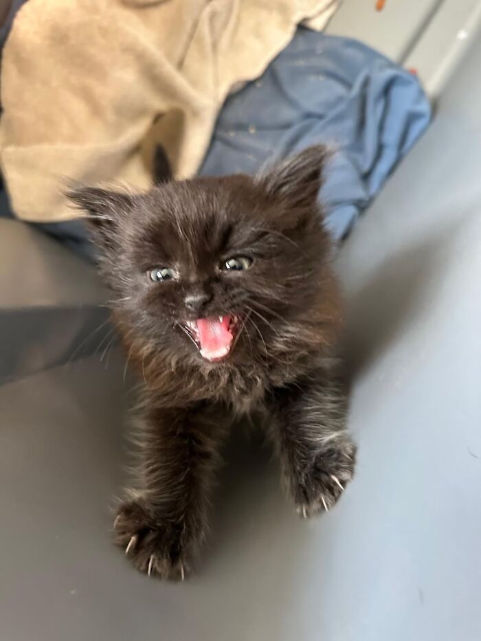 Black little kitty meowing with mouth open, standing on gray surface with blankets in the background.