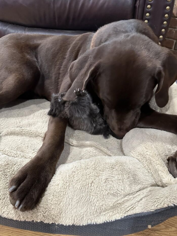 Chocolate Labrador gently holding a little kitty found meowing outside on a soft beige pet bed indoors.