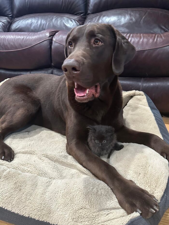Chocolate Labrador lying on a dog bed with a tiny black kitten nestled under its front leg inside a living room.