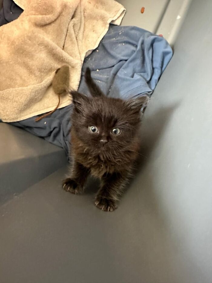 Black fluffy little kitty with wide eyes sitting on a blanket and looking up in a small enclosed space.