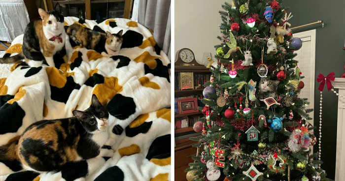 40 Pictures That Makes You Question Who Camouflages Better: Cats Or Chameleons