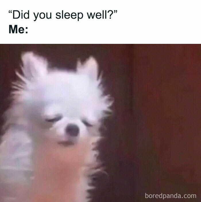 Tired white dog meme with text about sleep, part of hilarious and relatable memes to distract from work stress.