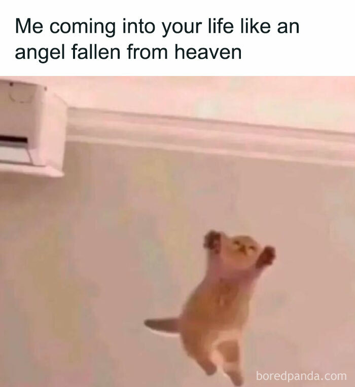 Funny relatable meme showing a cat jumping with paws up, perfect for hilarious and relatable memes about work distractions.
