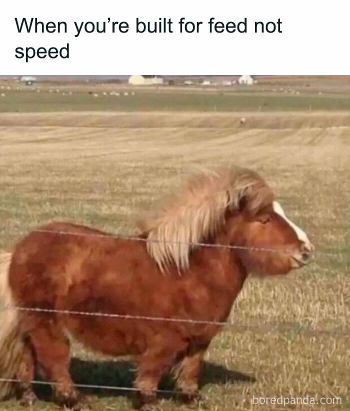Relatable meme of a small pony with long mane captioned about being built for feed not speed in a humorous setting.