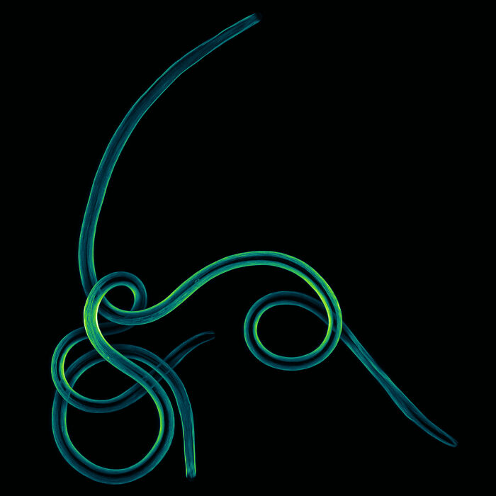 Close-up microscopic image of twisted strands showcasing vivid colors in the Nikon Small World photomicrography contest.