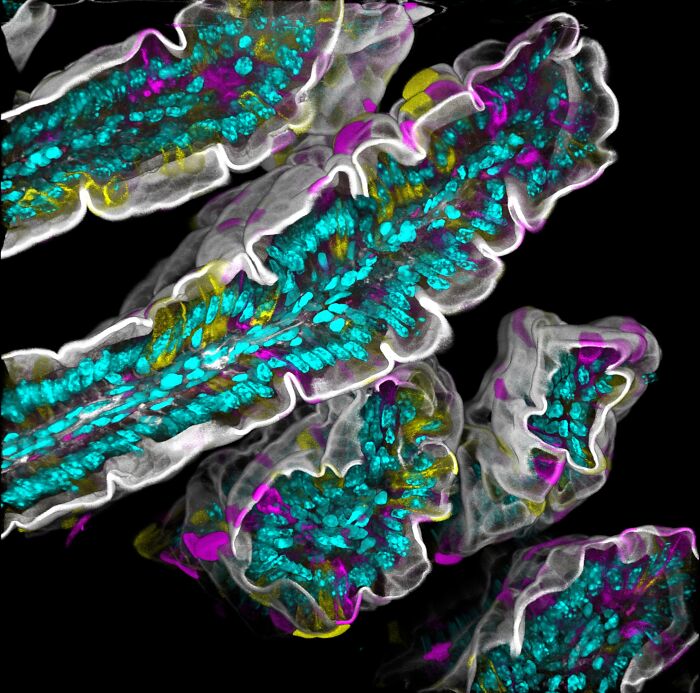 Colorful cellular structures captured in a mind-blowing microscopic image from the 2025 Nikon Small World contest