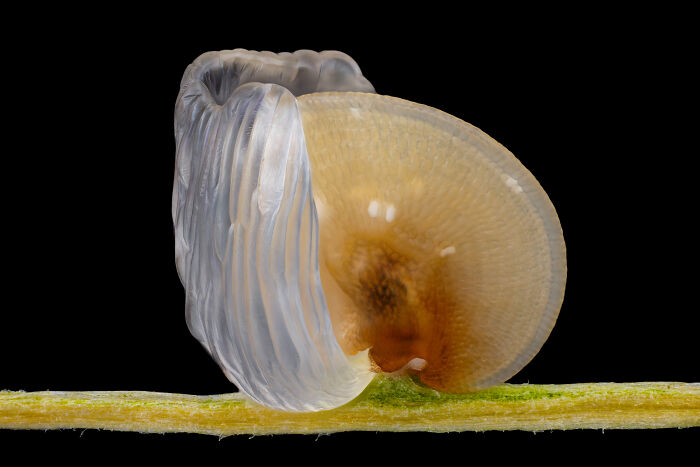 Close-up microscopic image of a translucent snail shell on a thin green stem from Nikon Small World contest.