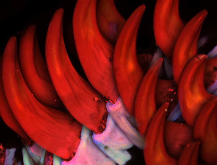 Close-up microscopic image showing sharp red structures with a detailed texture in the 2025 Nikon Small World contest.