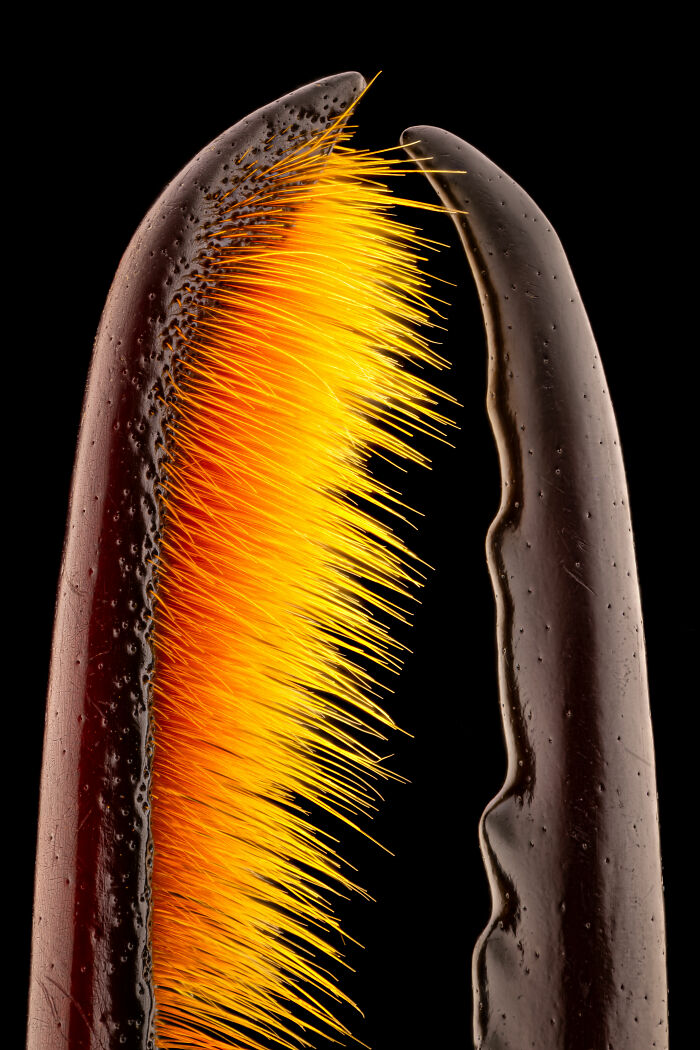 Close-up microscopic image showing detailed yellow hairs on an insect claw from the 2025 Nikon Small World photomicrography contest.