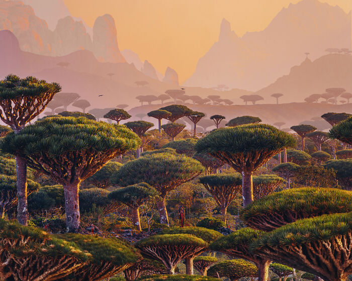 A Local Girl In The Dragon Tree Forest