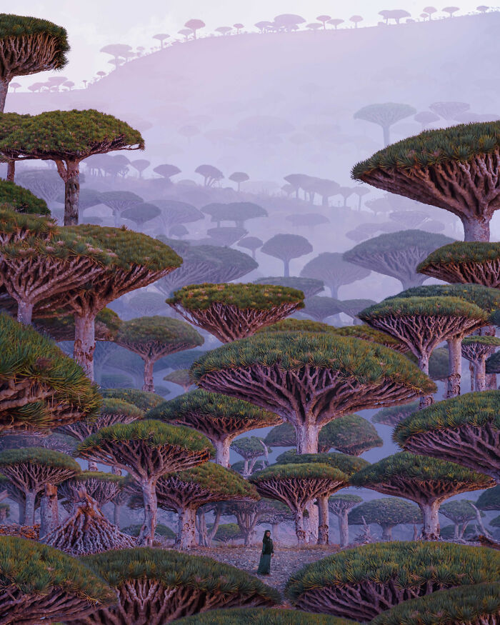 A Local Girl In The Dragon Tree Forest