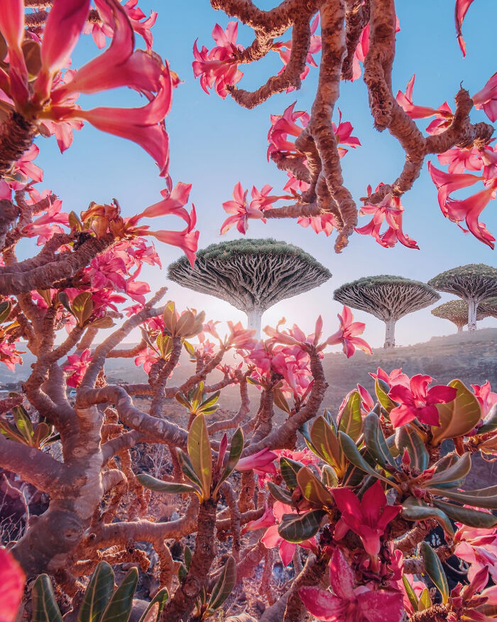 Dragon Trees, Shot Through A Flowering Bottle Tree