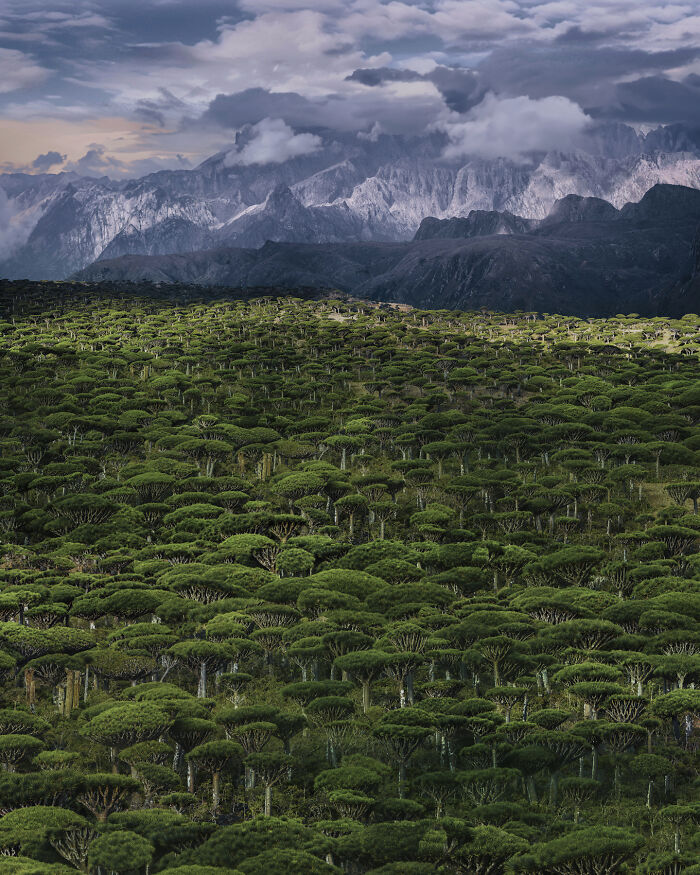 Infinity Forest Of Dragon Trees (Fermhin Forest)