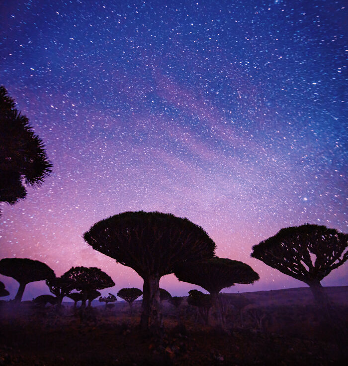 Dragon's Blood Trees At Night