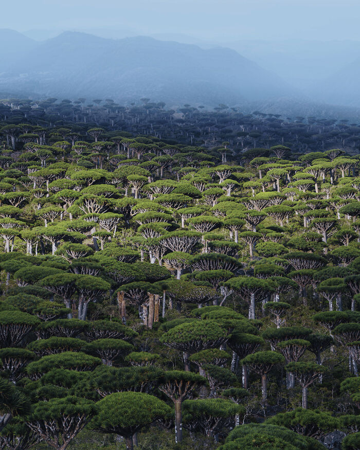Dragon’s Blood Trees In Fermhin Forest