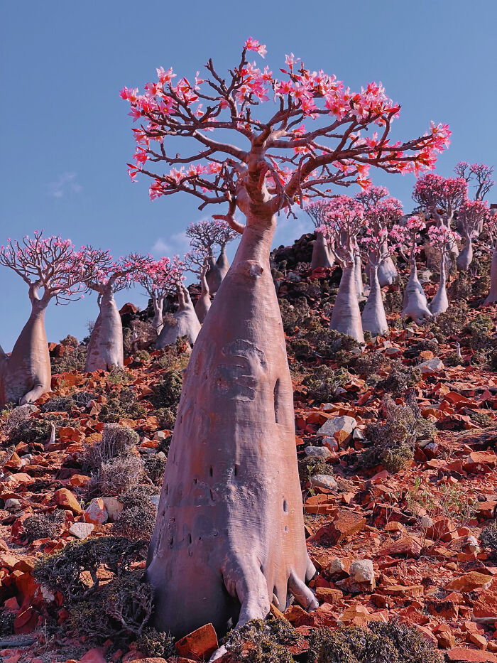 Forest Of Bottle Trees