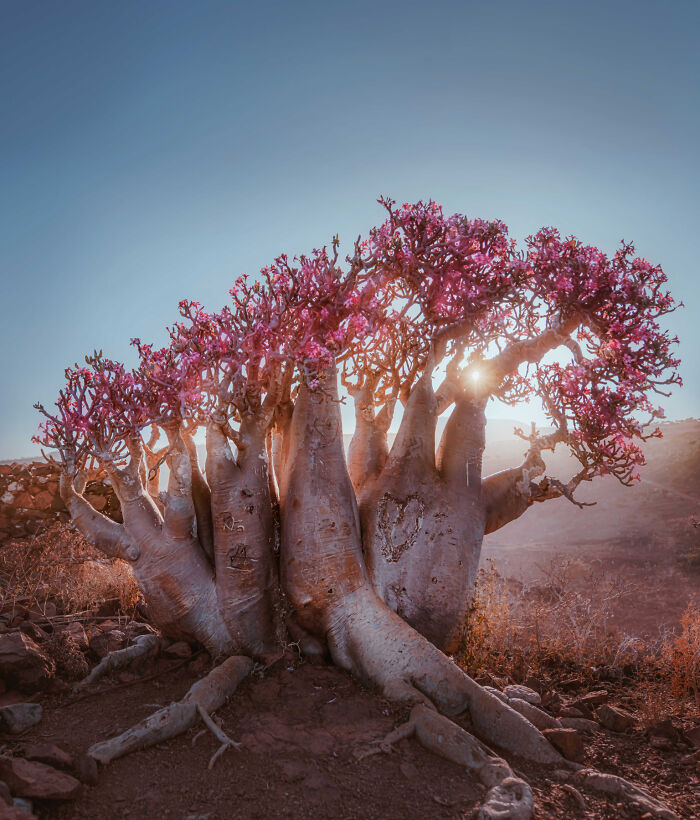 Giant Bottle Tree
