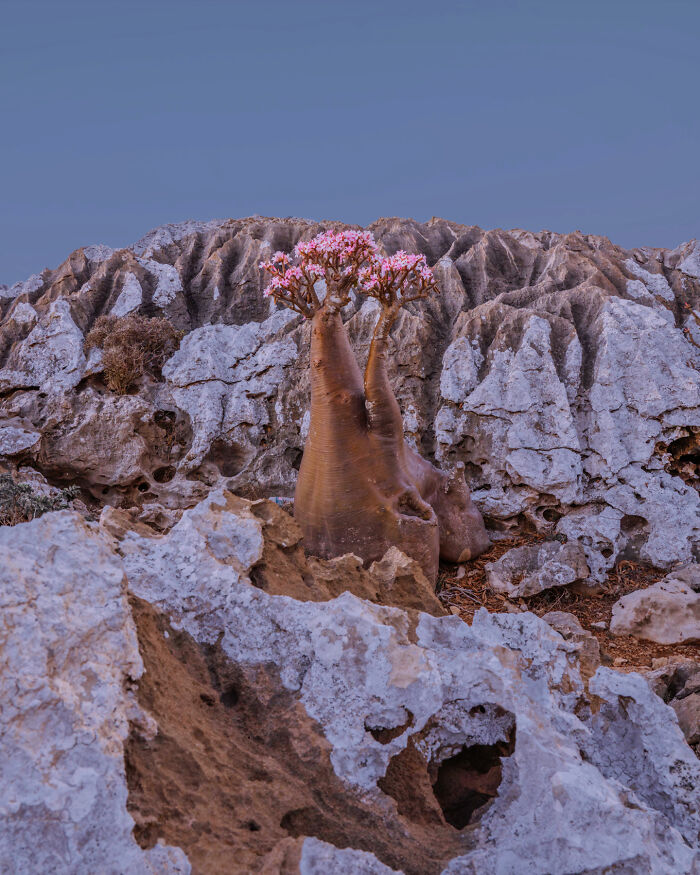 Homhil Garden With Thousands Of Bottle Trees