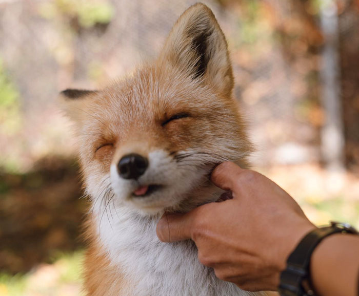 Person gently scratching a content pet fox&rsquo;s neck outdoors, relating to man installing cat flap for pet fox.