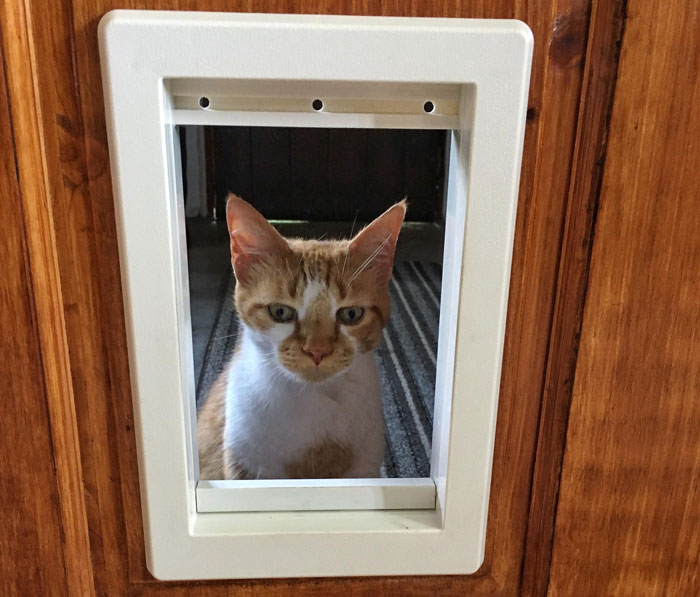 Ginger and white cat sitting behind a newly installed cat flap in a wooden door with natural light.