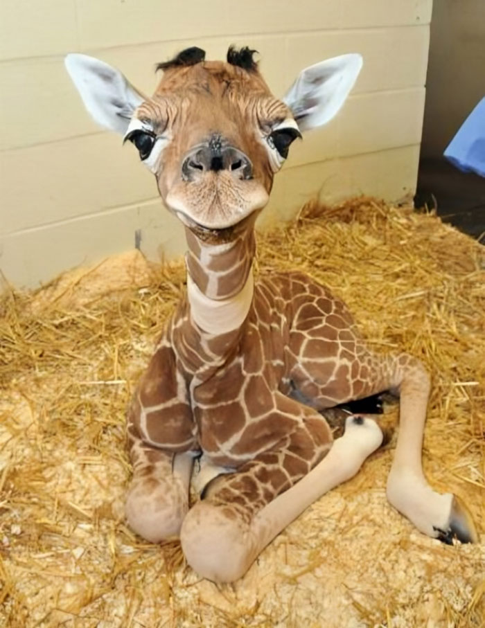 Newborn baby giraffe resting on straw bedding, showcasing adorable features typical of cute baby animal pics.