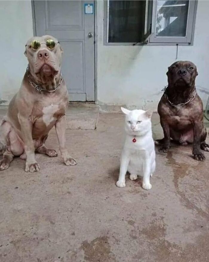 Two dogs and a cat sitting outside looking serious in a wholesome animal comedy photo from a Facebook group.